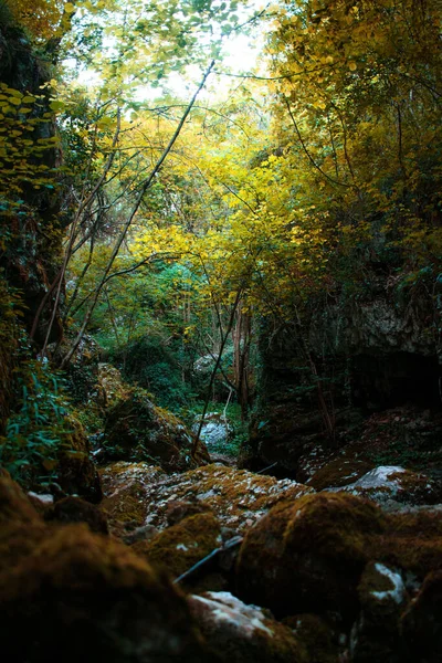 Colpo Verticale Foresta Circondata Alberi Autunnali Cespugli Con Rocce — Foto Stock