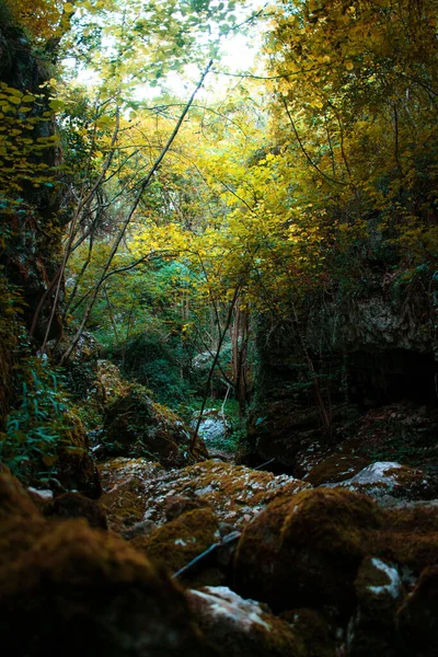 Plano Vertical Bosque Rodeado Árboles Otoñales Arbustos Con Rocas —  Fotos de Stock