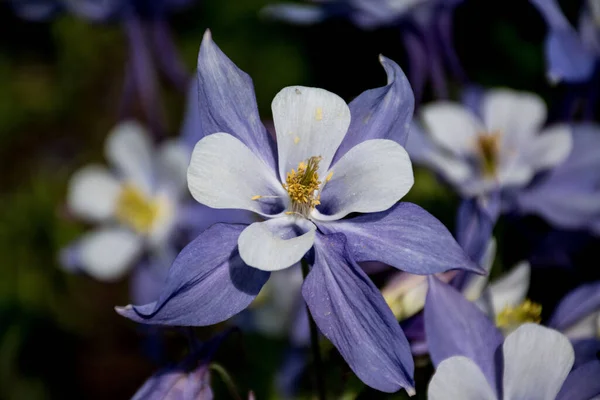 Close Bela Montanha Rochosa Azul Columbine Fundo Borrado — Fotografia de Stock