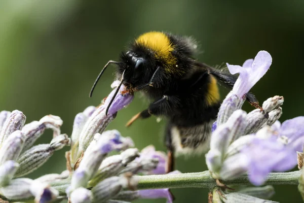 Gros Plan Bourdon Recueillant Nectar Une Lavande Soleil — Photo