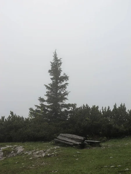 Вертикальный Снимок Старой Сломанной Деревянной Скамьи Соснами Заднем Плане Туманный — стоковое фото