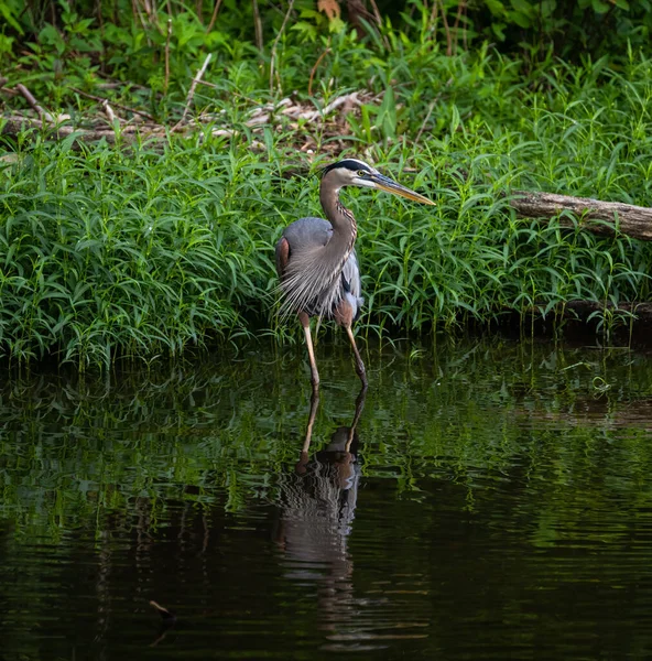 Grey Heron Ardea Cinerea Standing Lake — Stock Photo, Image