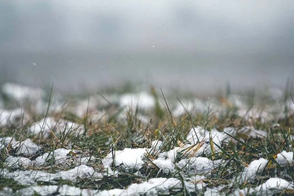 Green Yellow Grass Partially Covered Snow — Stock Photo, Image