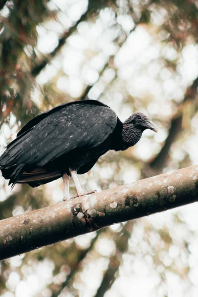 Svislý Záběr Černého Supa Gryfa Sedícího Větvi Stromu — Stock fotografie