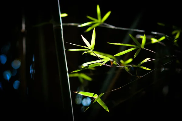 Selectivo Hojas Verdes Plantación Bambú Bajo Sol Del Mediodía —  Fotos de Stock