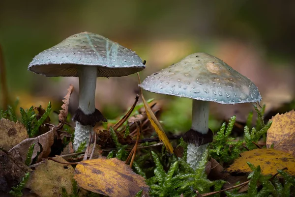 Крупный План Stropharia Aeruginosa Широко Известный Verdigris Agaric — стоковое фото