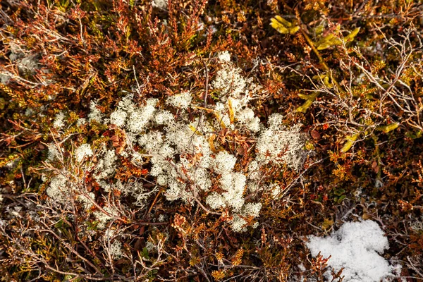 Sonbahar Yapraklarıyla Çevrili Cladonia Rangiferina Nın Yakın Plan Çekimi — Stok fotoğraf