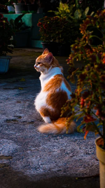 Disparo Vertical Gato Jengibre Sentado Suelo Jardín — Foto de Stock