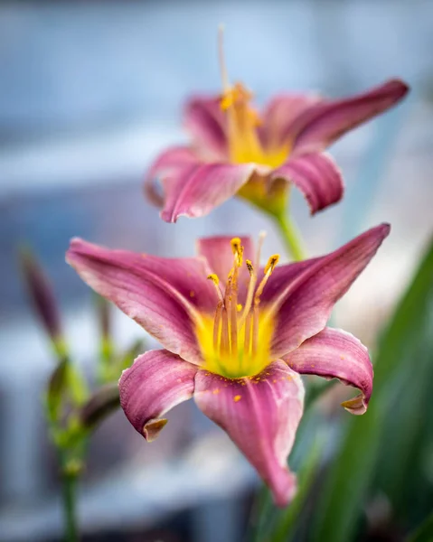 Vertical Shot Blooming Daylilies — Stock Photo, Image