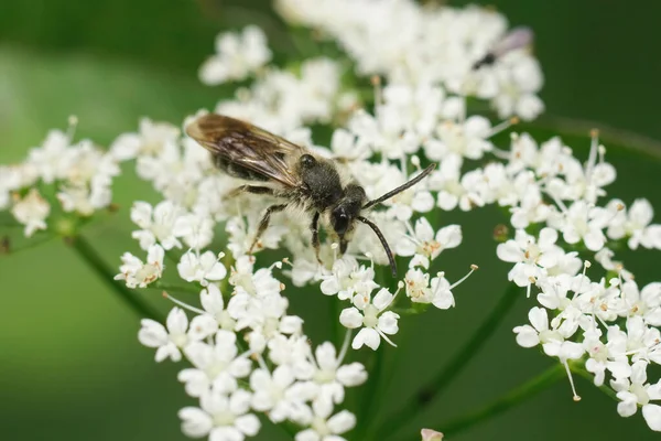 Primer Plano Una Abeja Minera Cara Ancha Macho Andrena Proxima —  Fotos de Stock