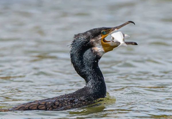 Close Cormorant Fish Its Beak Wild Nature — Stock Photo, Image