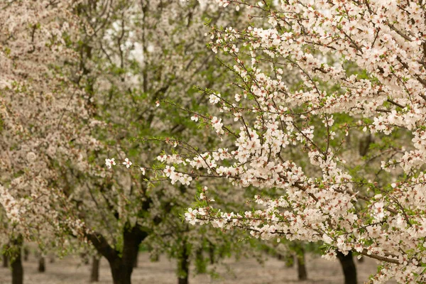 Tiro Close Galhos Árvores Cheios Flores Primavera — Fotografia de Stock