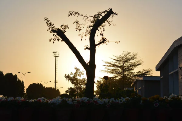 Прекрасний Вигляд Силуету Дерева Заході Сонця — стокове фото