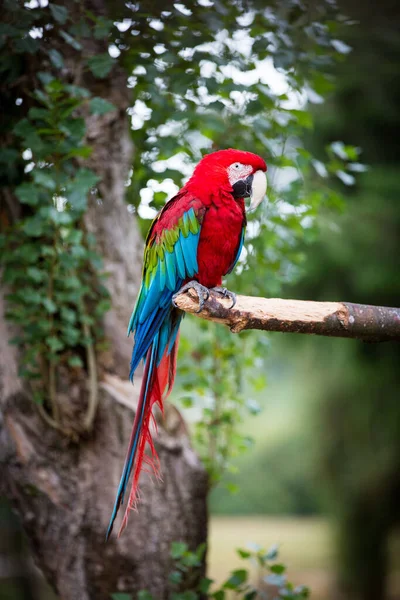 Enfoque Selectivo Guacamayo Escarlata Ara Macao —  Fotos de Stock