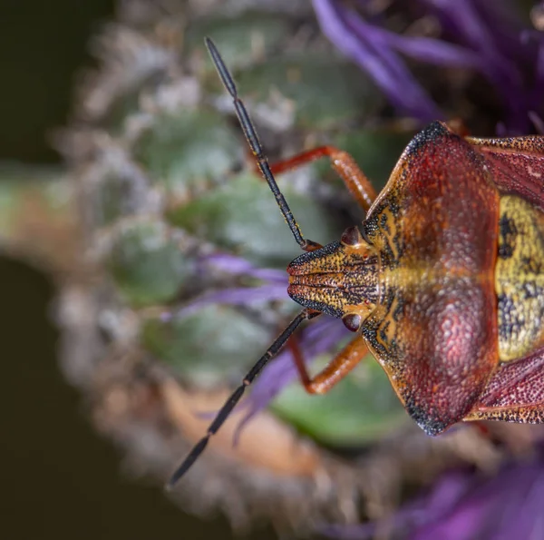 Plan Macro Bug Coloré Bouclier Carpocoris Purpureipennis — Photo