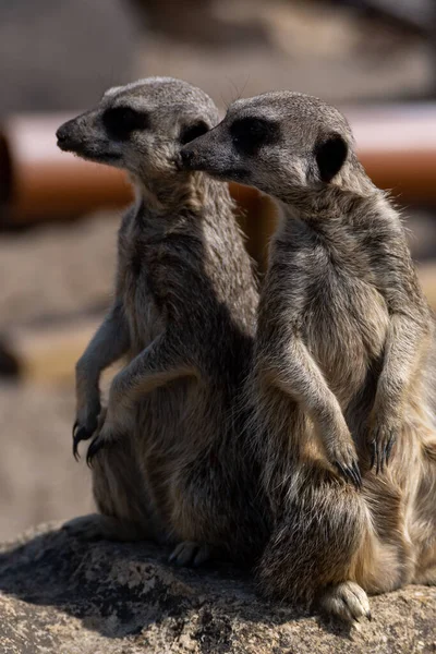 Vertical Shot Pair Meerkats Standing Rock Blurry Background — Stock Photo, Image