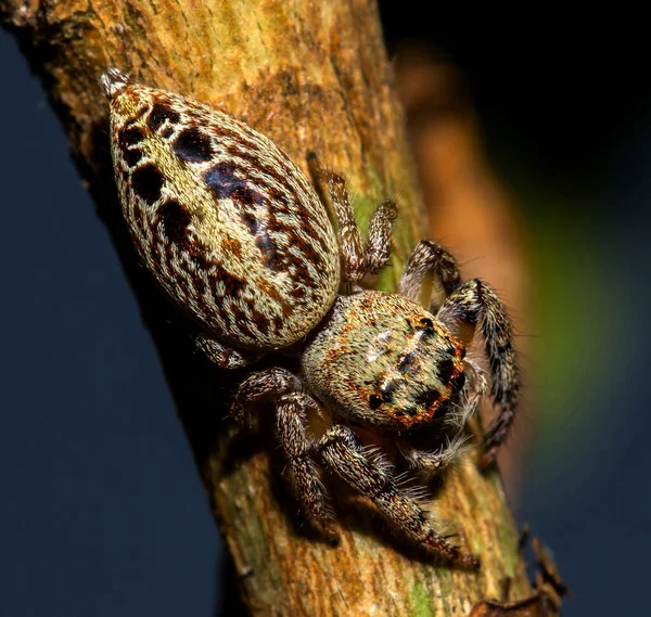 Tahta Bir Yüzeye Tünemiş Zıplayan Bir Örümceğin Makro Görüntüsü — Stok fotoğraf
