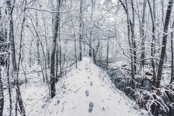 雪に覆われた森の中の美しいショット — ストック写真