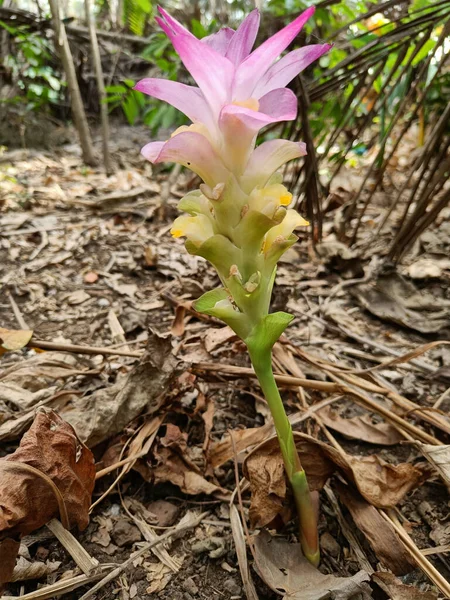 Curcuma Aromatica Alias Flor Cúrcuma Salvaje Disparando Directamente Desde Suelo —  Fotos de Stock