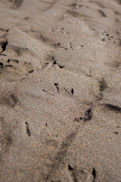 Вертикальный Снимок Следов Чайки Песчаном Пляже — стоковое фото