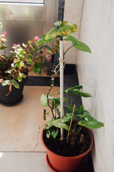 Een Verticaal Shot Van Potted Groene Planten Een Zonnige Keuken — Stockfoto