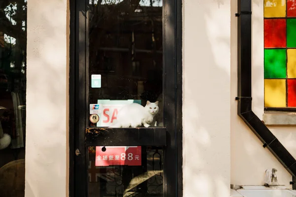 Une Vue Beau Chat Blanc Dans Magasin Regardant Caméra — Photo