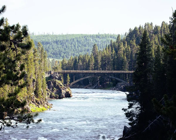 鬱蒼とした木々に囲まれた川に架かる橋 — ストック写真