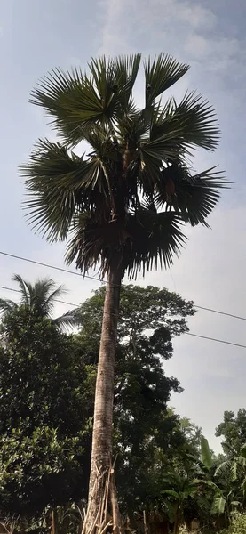 Bulutlu gökyüzüne karşı güzel bir palmiye ağacının dikey görüntüsü.