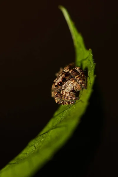 Yeşil Yapraklı Bir Örümceğin Attulus Floricola Makrosu — Stok fotoğraf