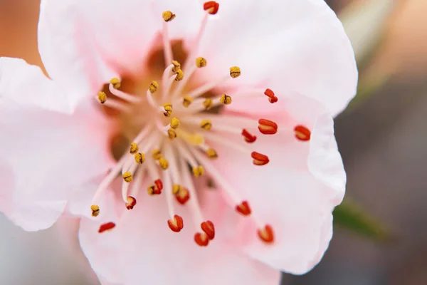 Närbild Sakura Blomma — Stockfoto