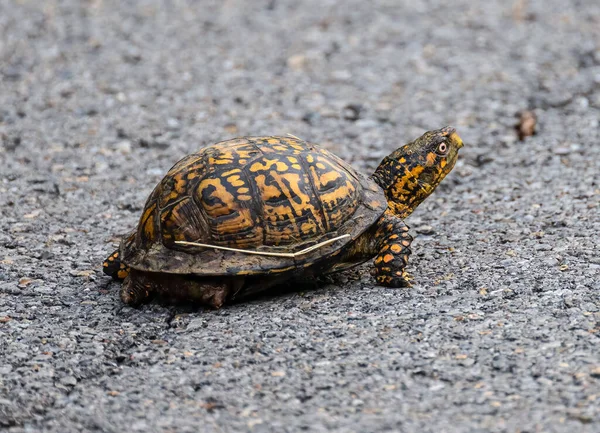 Primer Plano Una Tortuga Amarilla Negra —  Fotos de Stock