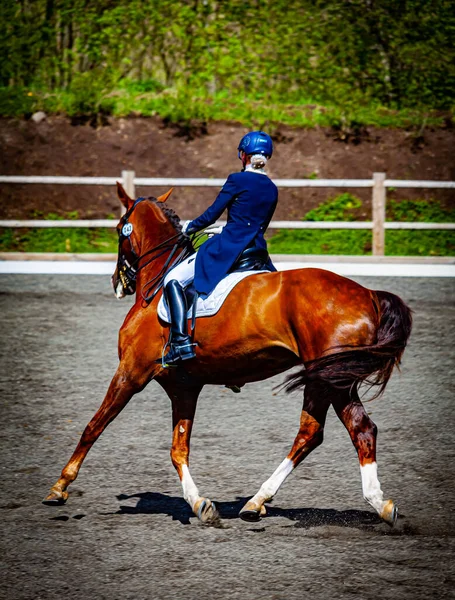 Jinete Femenino Caballo Marrón —  Fotos de Stock