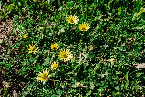 Een Top Uitzicht Van Prachtige Capeweed Bloeiende Tussen Groen Gras — Stockfoto
