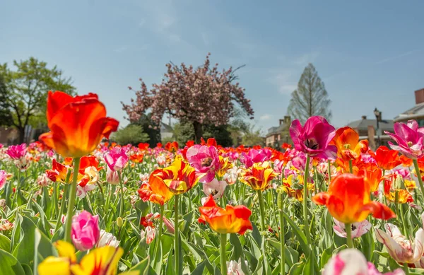 Une Belle Vue Sur Les Fleurs Colorées Dans Prairie Douvres — Photo