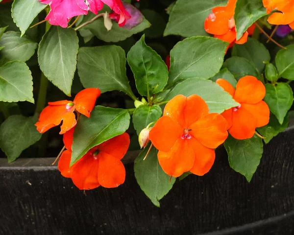 Primer Plano Hermosa Naranja Impatiens Flores Olla — Foto de Stock