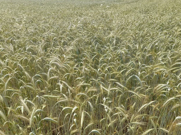 Поле Зеленых Пшеничных Растений Солнечным Светом — стоковое фото