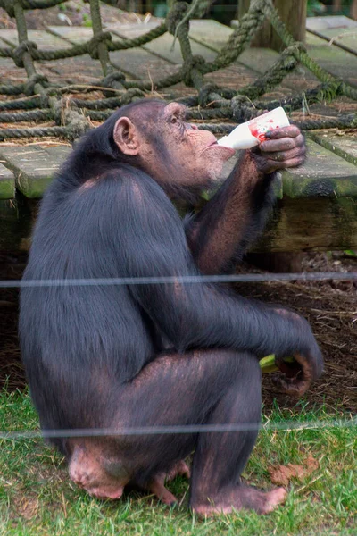 Ein Affe Trinkt Aus Einer Flasche Zoo Fleche Frankreich — Stockfoto