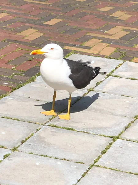 Gros Plan Vertical Une Mouette Perchée Sur Une Route — Photo