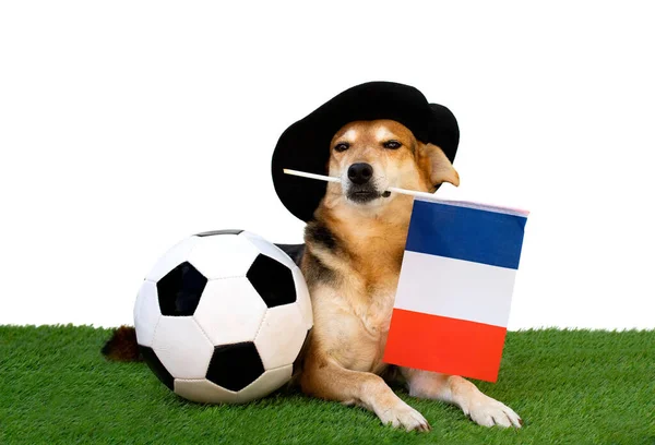 Retrato Cão Com Boina Preta Bandeira Francesa Bola Futebol — Fotografia de Stock