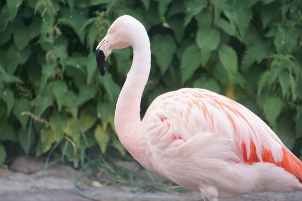 Bright Light Pink Flamingo Park — Stock Photo, Image