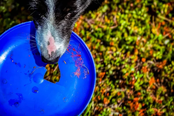 Border Collie Pies Trzyma Niebieski Dysk Ustach — Zdjęcie stockowe