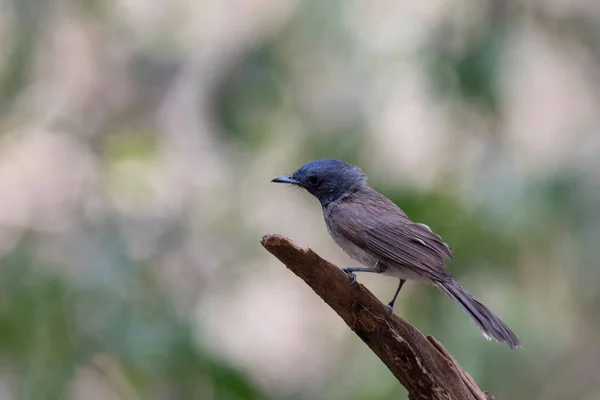 Empoleirado Ramo Quebrado Voltado Para Esquerda Monarca Cochilo Preto Hypothymis — Fotografia de Stock