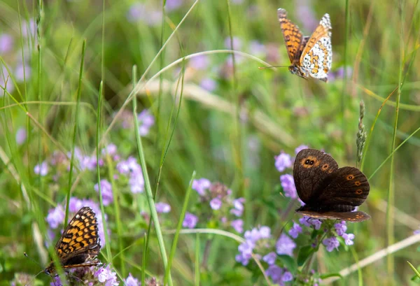 Närbild Bild Olika Arter Fjärilar Ett Grönt Fält Med Blommor — Stockfoto