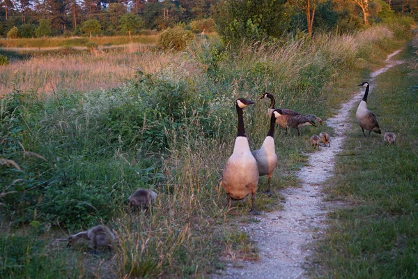Μια Ομάδα Από Καναδέζες Χήνες Και Μικρές Χήνες Περπατούν Ένα — Φωτογραφία Αρχείου