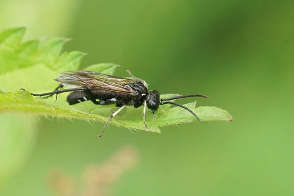 Zbliżenie Kolorowe Gatunki Piły Macrophya Duodecimpunctata Siedzi Zielonym Liściu Lesie — Zdjęcie stockowe