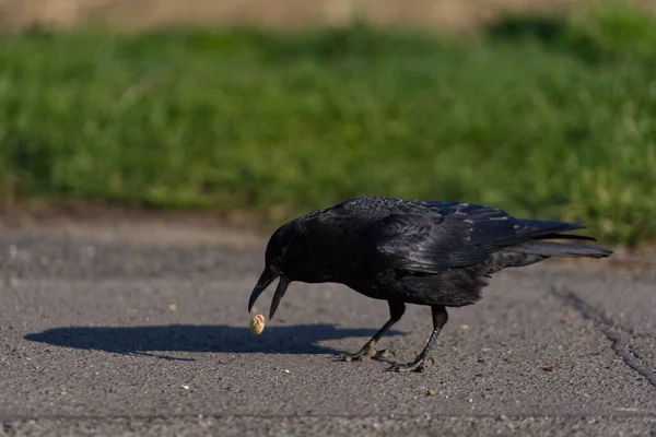Primer Plano Cuervo Negro Suelo Tratando Comer Frijol Pequeño — Foto de Stock