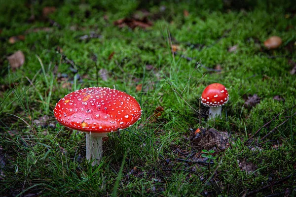 Zbliżenie Dwóch Czerwonych Grzybów Amanita Rosnących Trawie Lesie — Zdjęcie stockowe