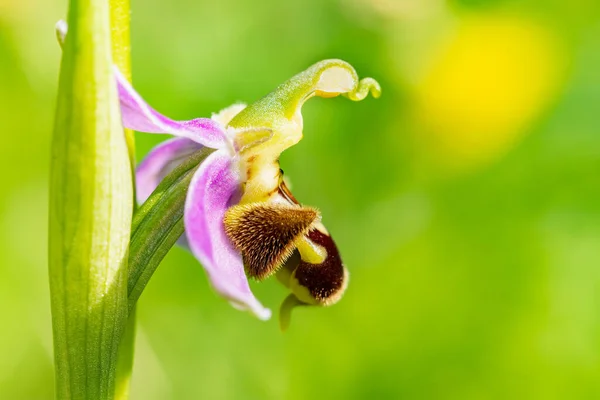 Orchidée Abeille Ophrys Apifera Détail Macro Latéral Avec Fond Vert — Photo