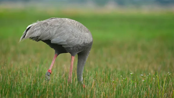 Visto Sua Cabeça Enterrada Relva Enquanto Alimentava Eastern Sarus Crane — Fotografia de Stock