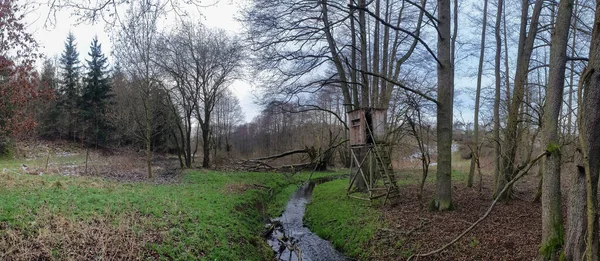 Güneşli bir günde güzel bir ormanın manzarası